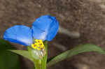 Common dayflower